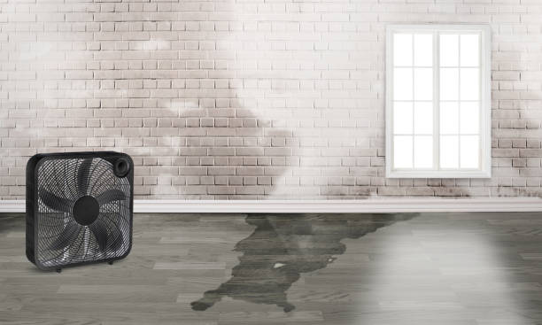 Best Carpet water damage restoration  in Clay, CA